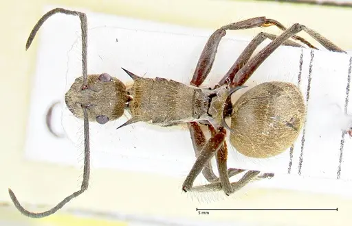 Polyrhachis obesior specimen