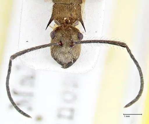 Polyrhachis obesior specimen