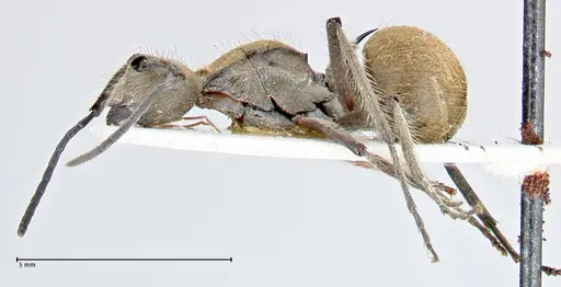 Polyrhachis obesior specimen