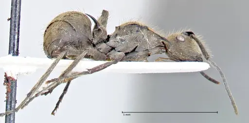 Polyrhachis obesior - FOCOL2631