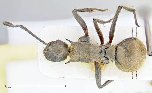 Polyrhachis obesior - FOCOL2632