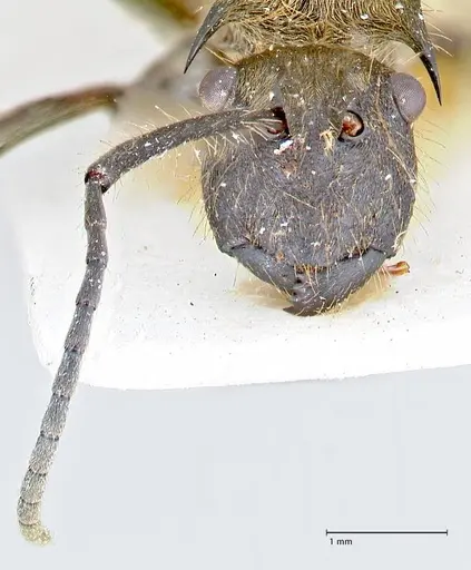 Polyrhachis obesior - FOCOL2632