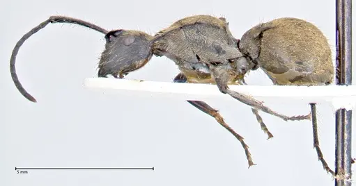 Polyrhachis obesior - FOCOL2632