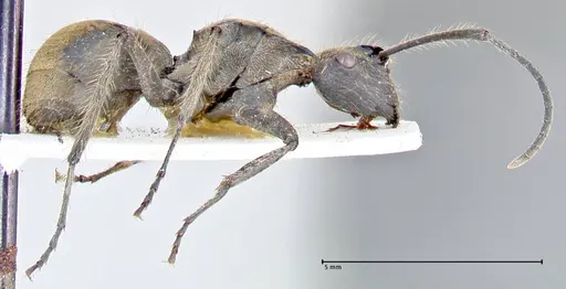 Polyrhachis obesior - FOCOL2632