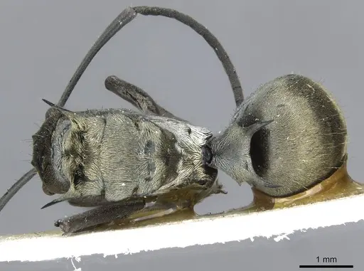 Polyrhachis obliqua specimen