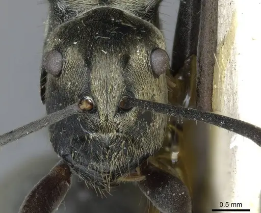 Polyrhachis obliqua specimen