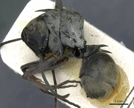 Polyrhachis obliqua specimen