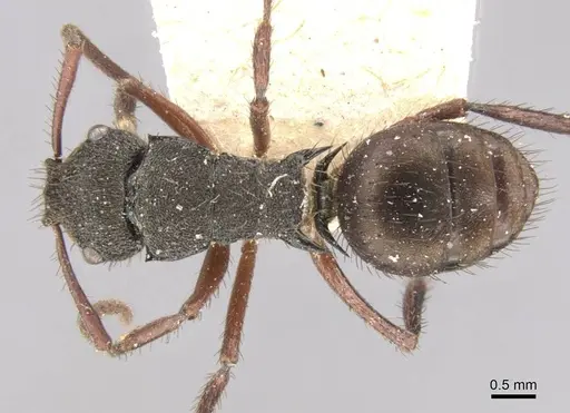 Polyrhachis obscura specimen