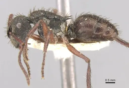 Polyrhachis obscura specimen