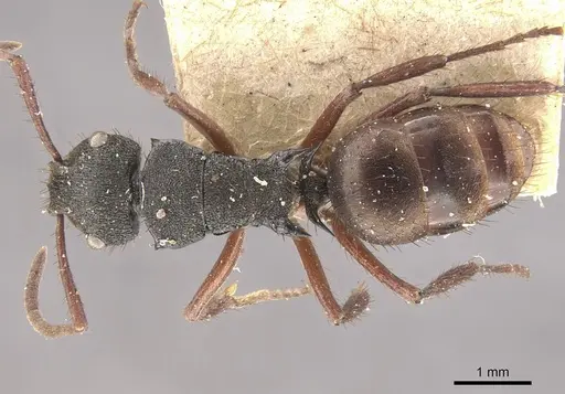 Polyrhachis obscura - CASENT0910830