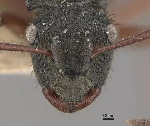 Polyrhachis obscura - CASENT0910830