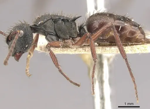 Polyrhachis obscura - CASENT0910830