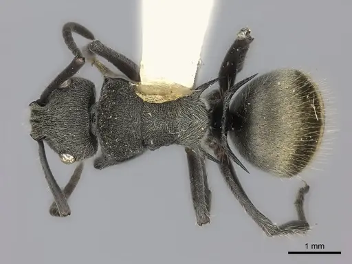 Polyrhachis obtusa specimen