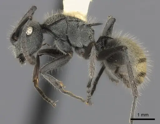 Polyrhachis obtusa specimen
