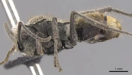Polyrhachis obtusa - CASENT0905579