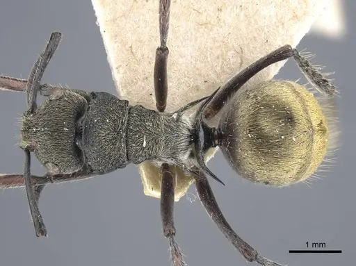 Polyrhachis obtusa - CASENT0917181