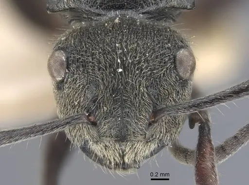 Polyrhachis obtusa - CASENT0917181