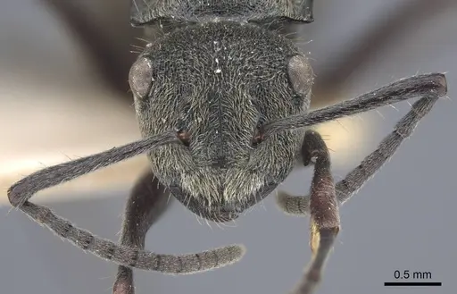 Polyrhachis obtusa - CASENT0917181