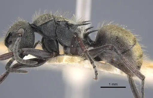 Polyrhachis obtusa - CASENT0917181