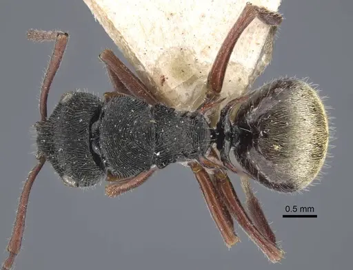 Polyrhachis obtusa - CASENT0917183