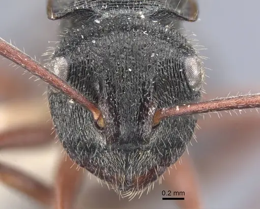 Polyrhachis obtusa - CASENT0917183