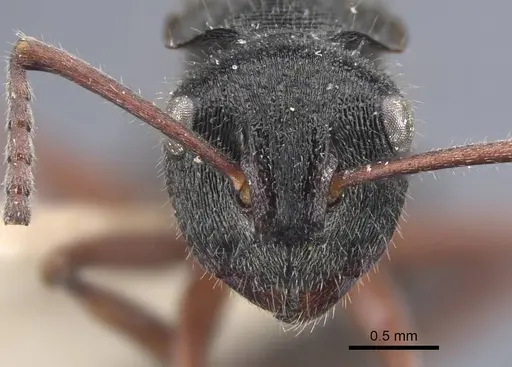 Polyrhachis obtusa - CASENT0917183