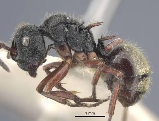 Polyrhachis obtusa - CASENT0917183