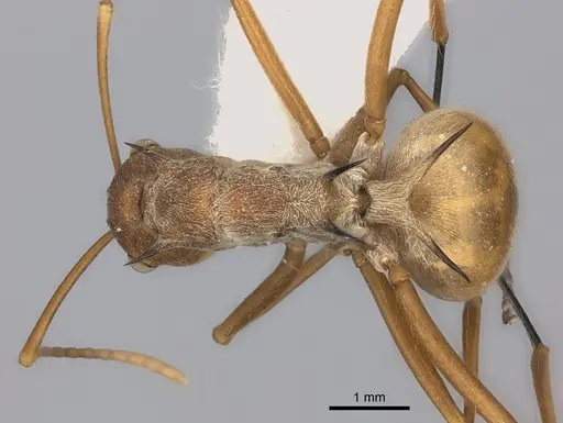 Polyrhachis ochracea specimen