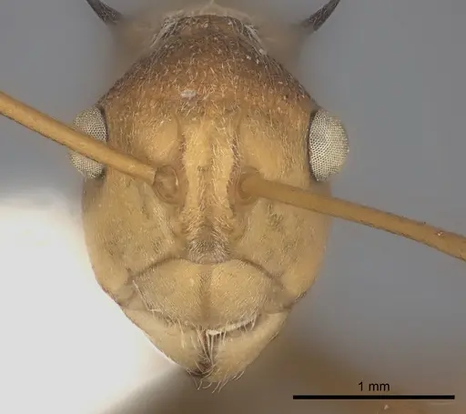 Polyrhachis ochracea specimen