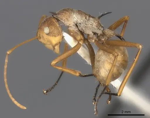 Polyrhachis ochracea specimen