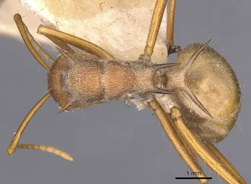 Polyrhachis ochracea - CASENT0912154