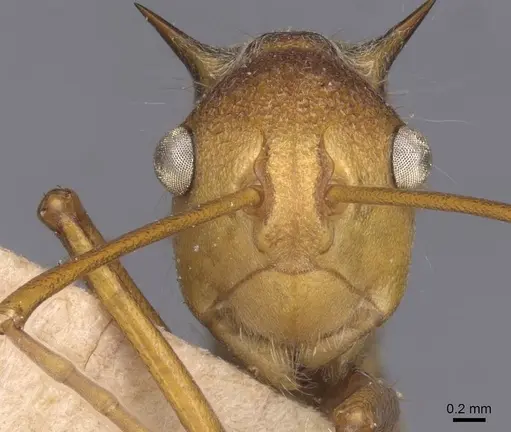 Polyrhachis ochracea - CASENT0912154