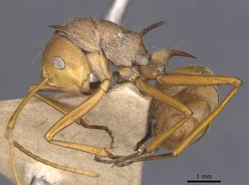 Polyrhachis ochracea - CASENT0912154