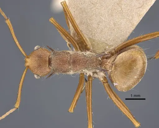 Polyrhachis ochracea - CASENT0917201