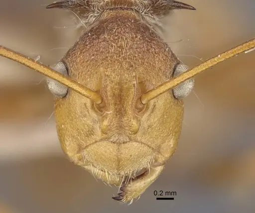 Polyrhachis ochracea - CASENT0917201