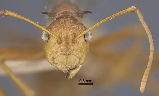 Polyrhachis ochracea - CASENT0917201