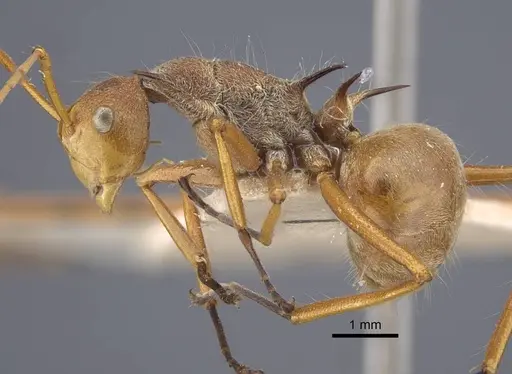 Polyrhachis ochracea - CASENT0917201