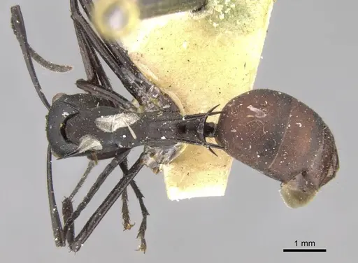 Polyrhachis oedipus specimen