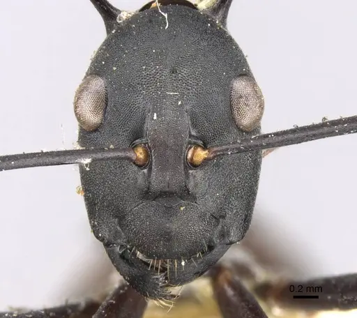 Polyrhachis oedipus specimen