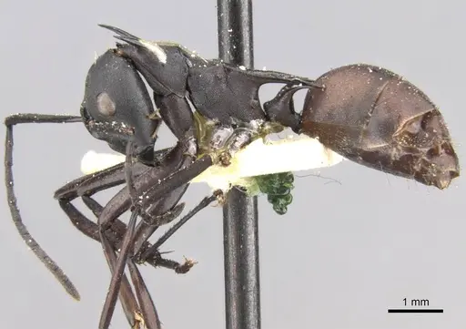 Polyrhachis oedipus specimen