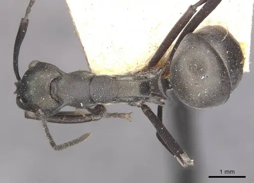 Polyrhachis oedipus - CASENT0910874