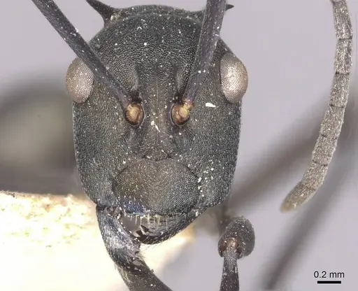 Polyrhachis oedipus - CASENT0910874