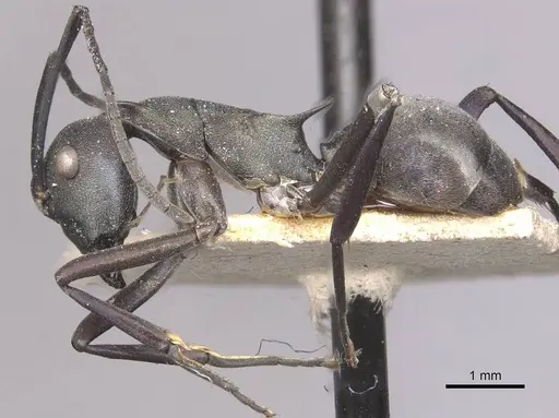 Polyrhachis oedipus - CASENT0910874
