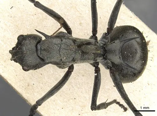 Polyrhachis olena specimen