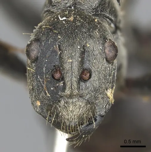 Polyrhachis olena specimen