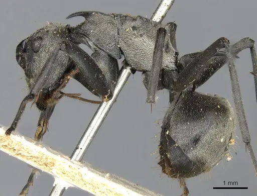 Polyrhachis olena specimen