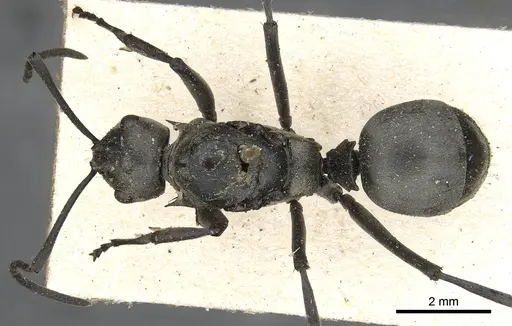 Polyrhachis olena - CASENT0901876