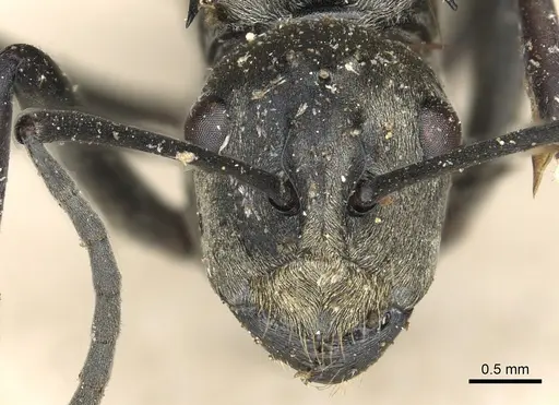 Polyrhachis olena - CASENT0901876