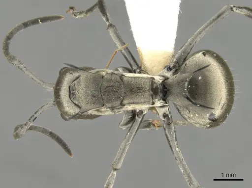 Polyrhachis olena - CASENT0906796