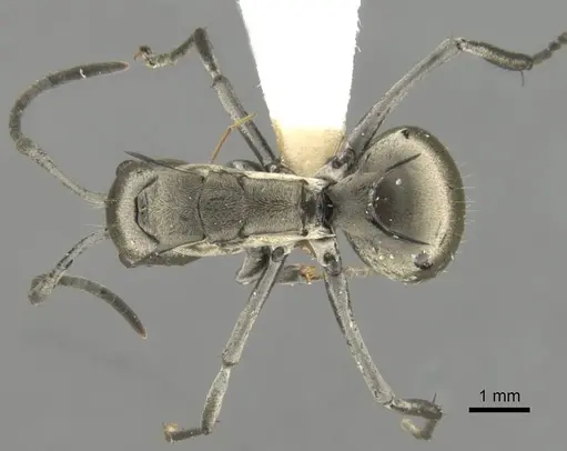 Polyrhachis olena - CASENT0906796